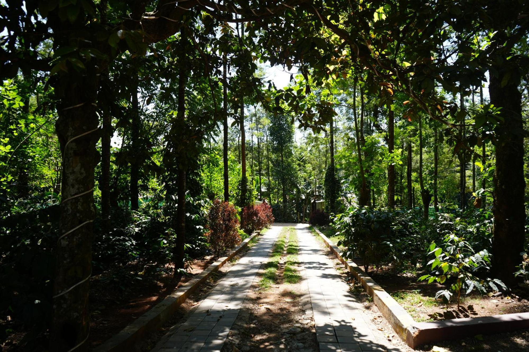 Silver Springs Homestay Chickmagalur Chikmagalur Exterior photo